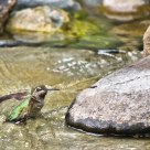Hummingbird Bathing